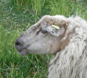 afbeelding van een schaap